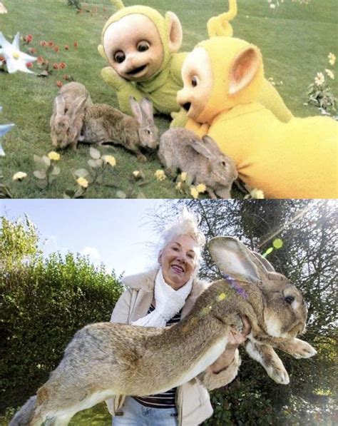 The rabbits used on set for “Teletubbies” : r/AbsoluteUnits