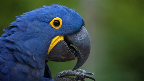 Macaw | San Diego Zoo Animals & Plants