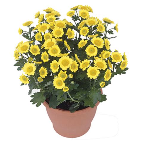 Fleurette Mum (Chrysanthemum hybrid) | Pick Ontario