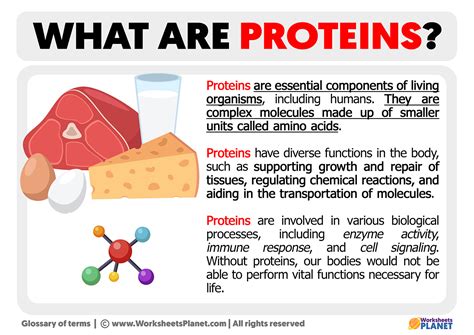 What are Proteins | Definition of Proteins