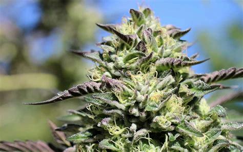 The Best New Marijuana Strains to Grow in 2019