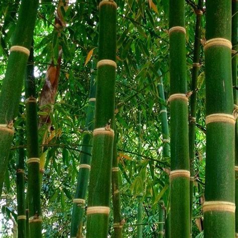 10 Types of Bamboo in India | Bamboo Varieties in India • India Gardening