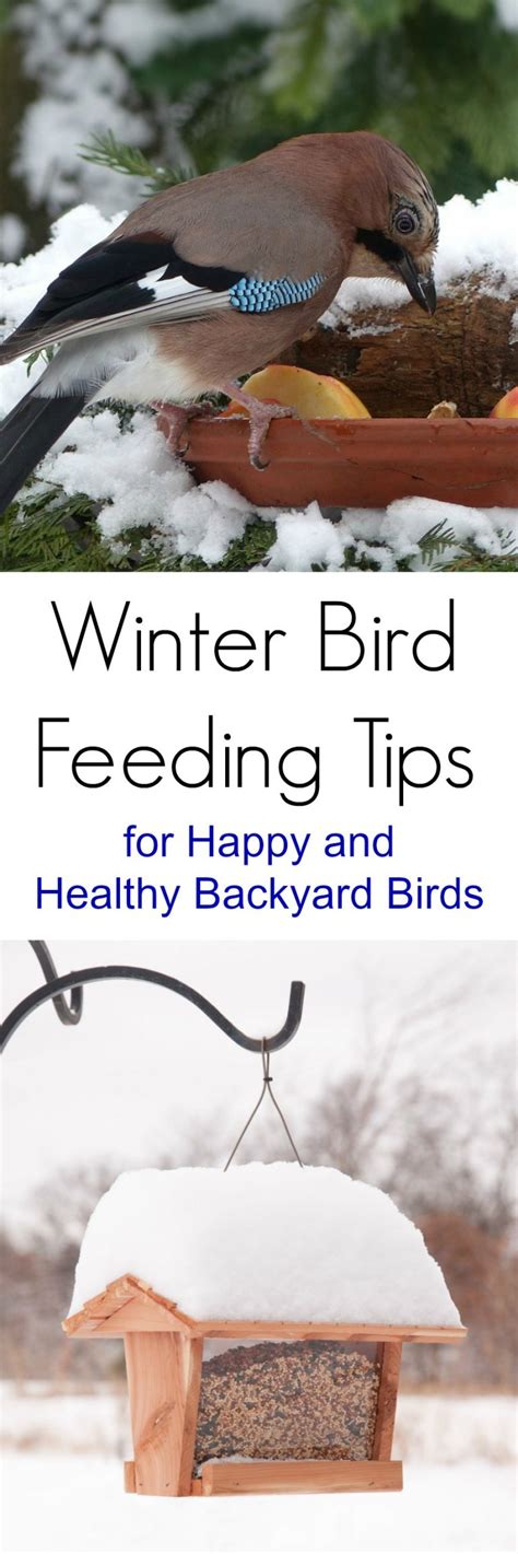 Winter Bird Feeding Tips for Happy and Healthy Backyard Birds