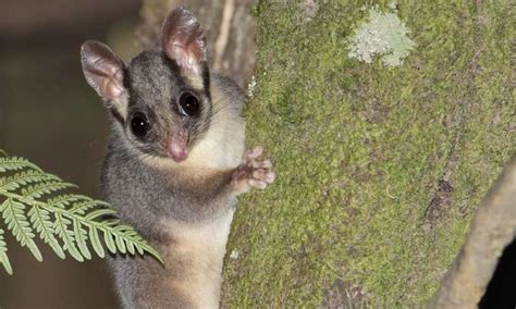 We modelled the future of Leadbeater's possum habitat and found bushfires, not logging, pose the ...