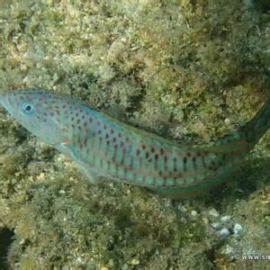 Snorkeling at Tunnels Beach (Makua Beach), Kauai | Snorkeling in Hawaii