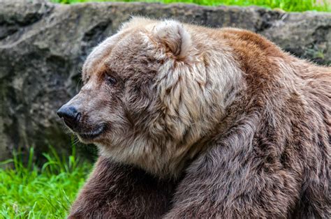 Kodiak Bear | Kodiak Bear in its habitat at Taronga Zoo, Syd… | Flickr