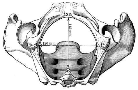 Pelvic Outlet | ClipArt ETC