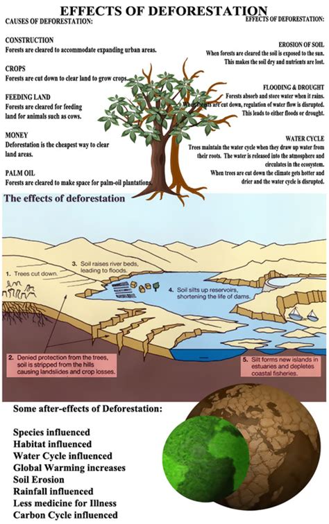 Deforestation Causes & Effects - Modern-Day Plague: Deforestation