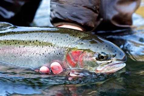 Royalty Free Steelhead Trout Pictures, Images and Stock Photos - iStock