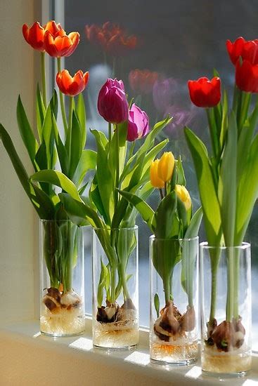 Kane Landscapes: Indoor Flowering Bulbs for Winter Interest