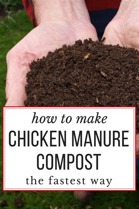 HOW TO COMPOST CHICKEN MANURE - IN JUST 18 DAYS | Chicken manure ...