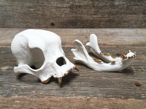 Porcelain Bulldog Skull – the Otherist