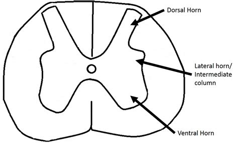 ️ The posterior horns of the spinal cord contain. Get Homework Help With Chegg Study. 2019-02-01