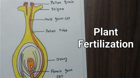 How Does The Fertilization Takes Place In Flower at Molly Franklin blog