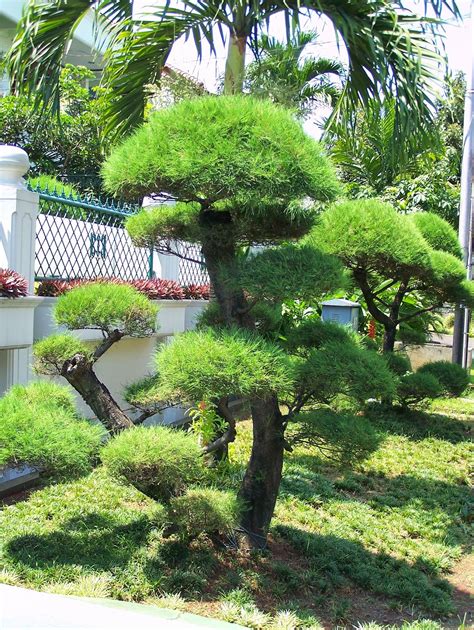 BONSAI TREES: Cemara udang