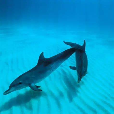 Atlantic Spotted Dolphin - Facts, Diet, Habitat & Pictures on Animalia.bio