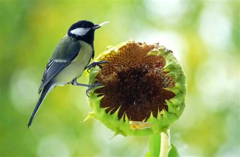 What Birds Eat Black Sunflower Seeds? - Bird Feeder Hub