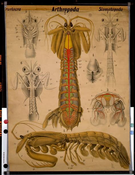 Wandtafel, Stomatopoda