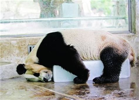 Sleeping animals in funny positions - China.org.cn