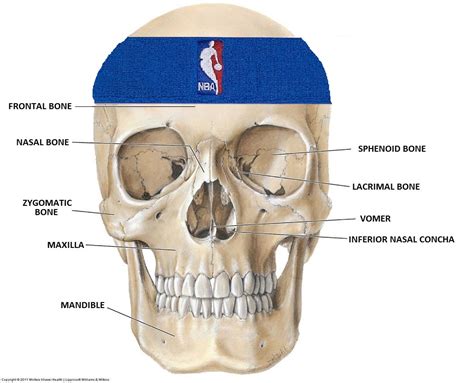 Facial Fractures In the NBA: Breaking Down the Injuries of JR Smith and Larry Sanders - In ...