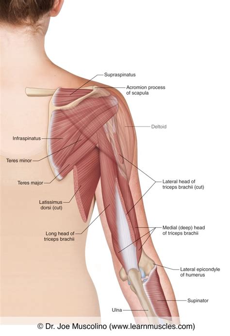 Muscles of the Posterior Arm - Deep View - Learn Muscles