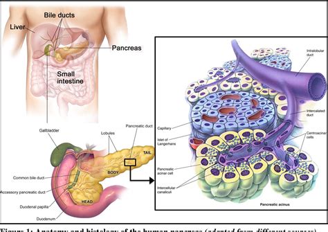 Forcing alpha-cell-mediated beta-cell regeneration | Semantic Scholar