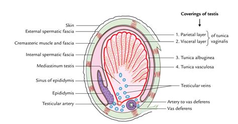 Testis and Epididymis Anatomy – Earth's Lab