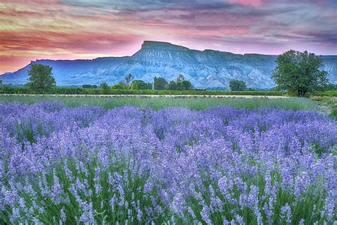 A Beautiful Lavender Farm In Colorado, Sage Creations Organic Farm Is Serene And Stunning ...