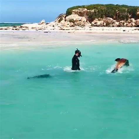 Video Sea lions join couple on snorkeling excursion - ABC News