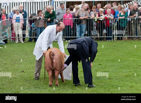 Judging a pig at an agricultural show. The Westmorland Show Stock Photo ...