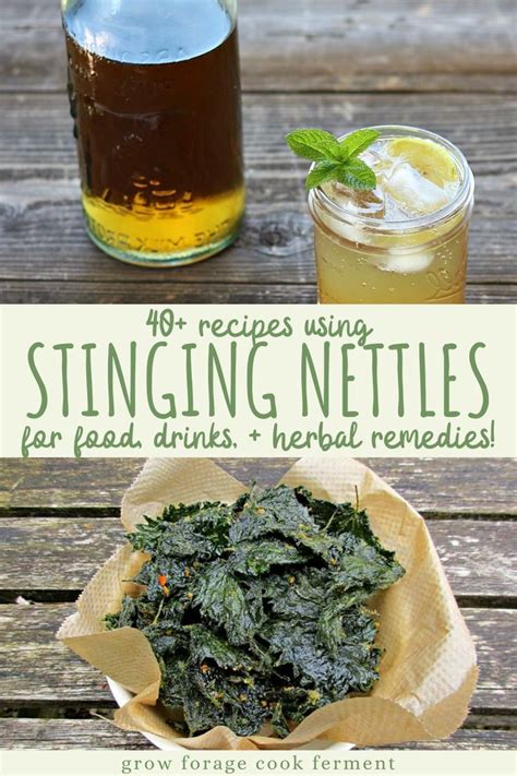 40+ Stinging Nettle Recipes (without the sting!) | Nettle recipes, Herbal recipes, Herbal ...