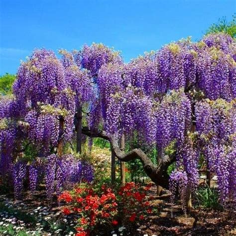 Bonsai Tree Chinese Wisteria Tree Seeds, 10 Pack - Highly Prized ...