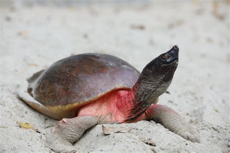 Conservation of the Northern River Terrapin - Project Batagur Baska ...