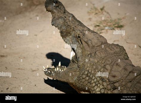 Crocodile close up mouth shot Stock Photo - Alamy