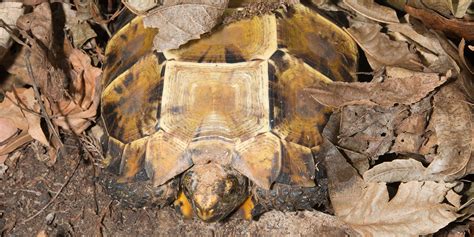 Impressed tortoise | Smithsonian's National Zoo and Conservation Biology Institute