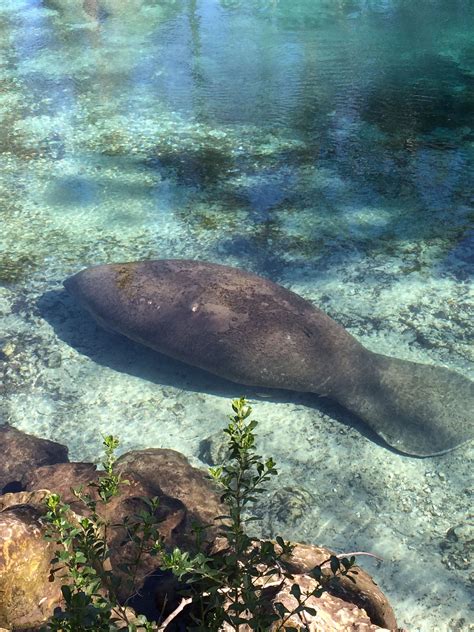 Manatee at Crystal River Florida