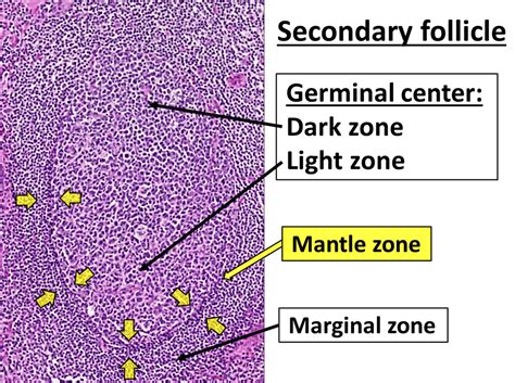 Mantle zone - Wikiwand