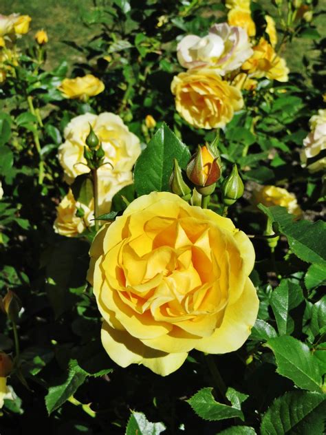 Wellington- Botanic Garden LadyNorwood Rose Garden | Flickr