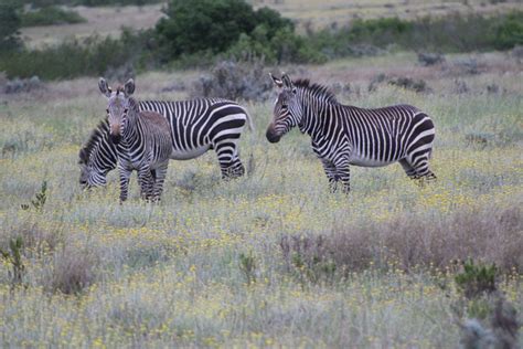 The Big 5 on the Garden Route - Africa Geographic