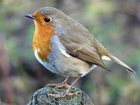 Neil's Daily Bird: 3 : European Robin