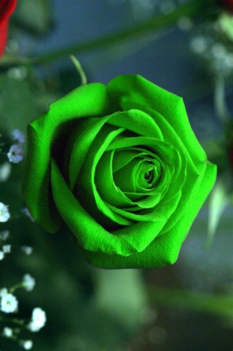 Green Roses Wallpapers