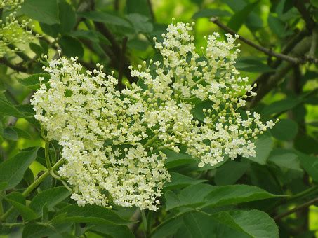 Free Images : tree, branch, blossom, flower, food, produce, plants, shrub, viburnum, common ...