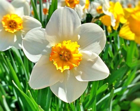 March Birth Flower: The Daffodil | What Does it Mean? | The Old Farmer ...