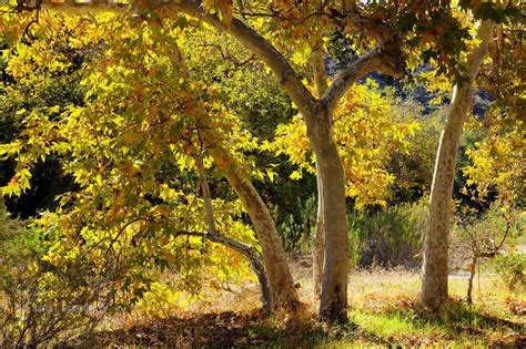 California sycamore | Our local sycamores are handsome trees… | Flickr