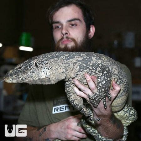 Nile Monitor For Sale - Underground Reptiles