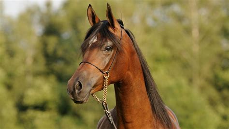 Arabian horse: the history, hallmarks and heritage of this beautiful breed