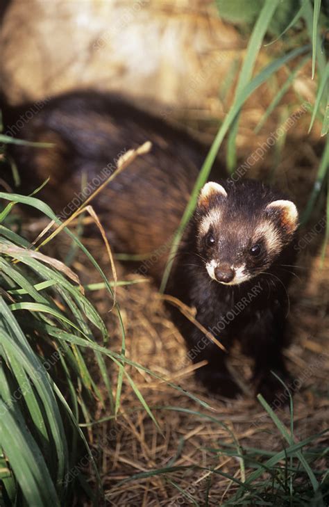 Polecat - Stock Image - Z922/0088 - Science Photo Library