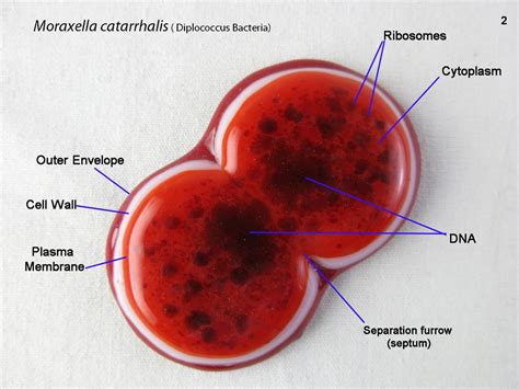 Moraxella catarrhalis Bacterium 2 by trilobiteglassworks on DeviantArt