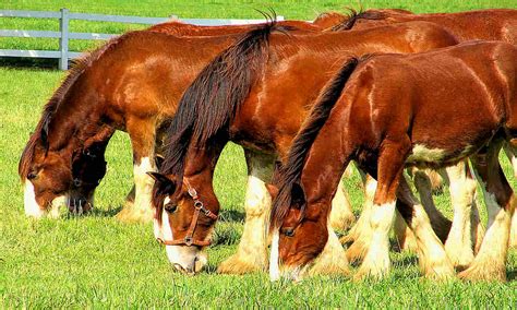 Heavy Horses – Homestead on the Range