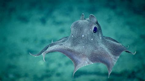 A Deep Dive with the Dumbo Octopus - Ocean Conservancy